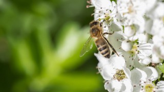 Eine Biene bestäubt Weißdronblüten