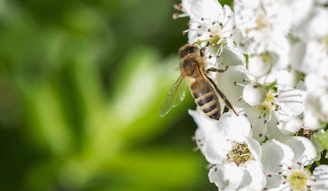 Eine Biene bestäubt Weißdronblüten