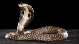 Das Schlangengift der Kobra kann bei Rheuma-Schmerzen helfen.