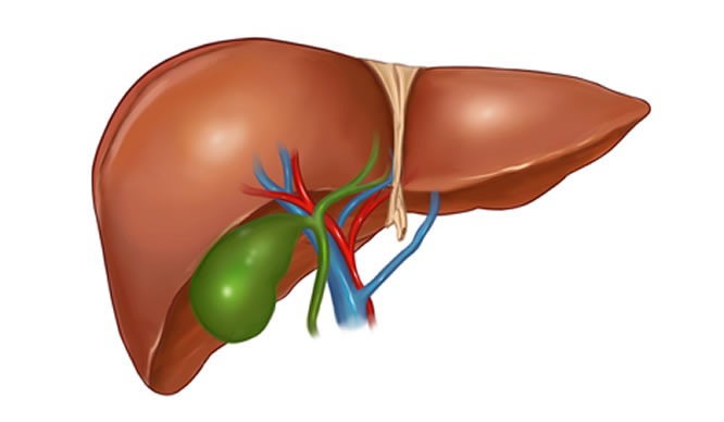 Eine Zeichnung der Pankreas