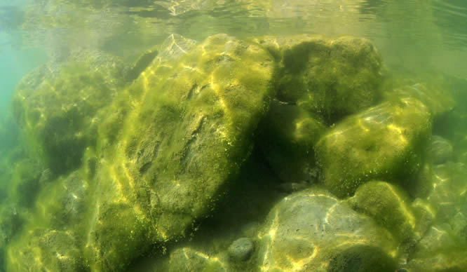 Süßwasseralgen wachsen auf Felsen im See