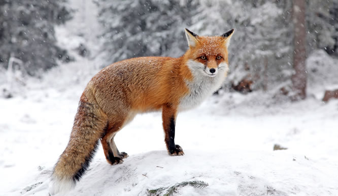 Ein junger Fuchs in einem verschneiten Wald